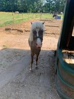 Mini pony, Dieren en Toebehoren, Pony's, Hengst, Recreatiepony, 3 tot 6 jaar