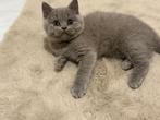 Britse korthaar kittens 1 kater beschikbaar, Dieren en Toebehoren, Katten en Kittens | Raskatten | Korthaar, Meerdere dieren, Ontwormd
