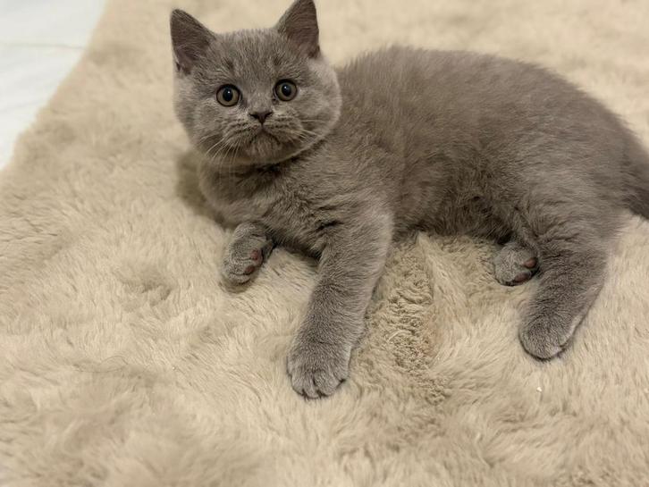 Britse korthaar kittens 1 kater beschikbaar, Dieren en Toebehoren, Katten en Kittens | Raskatten | Korthaar, Meerdere dieren, 0 tot 2 jaar