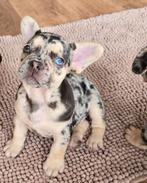 Franse Bulldog pups 🐶, Parvo, 8 tot 15 weken, Bulldog, Meerdere