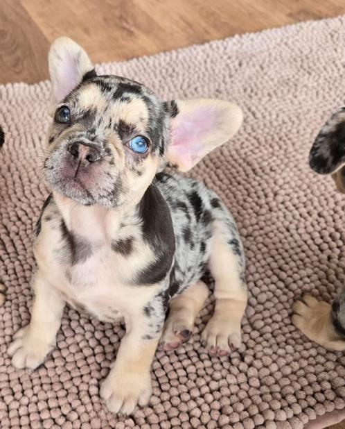 Franse Bulldog pups 🐶, Dieren en Toebehoren, Honden | Bulldogs, Pinschers en Molossers, Meerdere dieren, Bulldog, Particulier