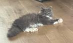 Lief Ragdoll (fok) kitten poesje met stamboom mag verhuizen!, Dieren en Toebehoren, Katten en Kittens | Raskatten | Langhaar, Poes