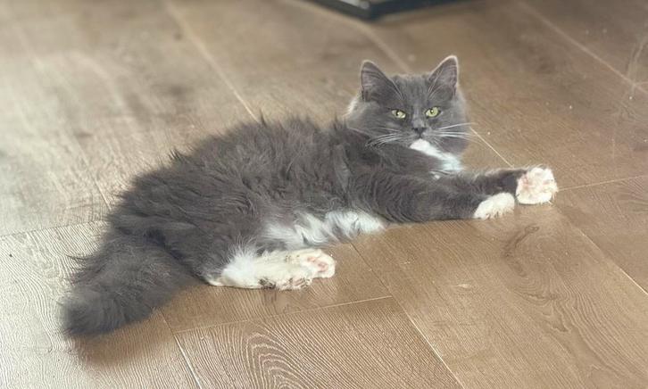 Lief Ragdoll (fok) kitten poesje met stamboom mag verhuizen!, Dieren en Toebehoren, Katten en Kittens | Raskatten | Langhaar, Poes