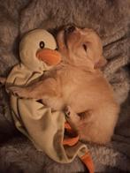 Raszuiver pomeriaan pup meisje beschikbaar, Keeshond, 8 tot 15 weken, Teef, Parvo