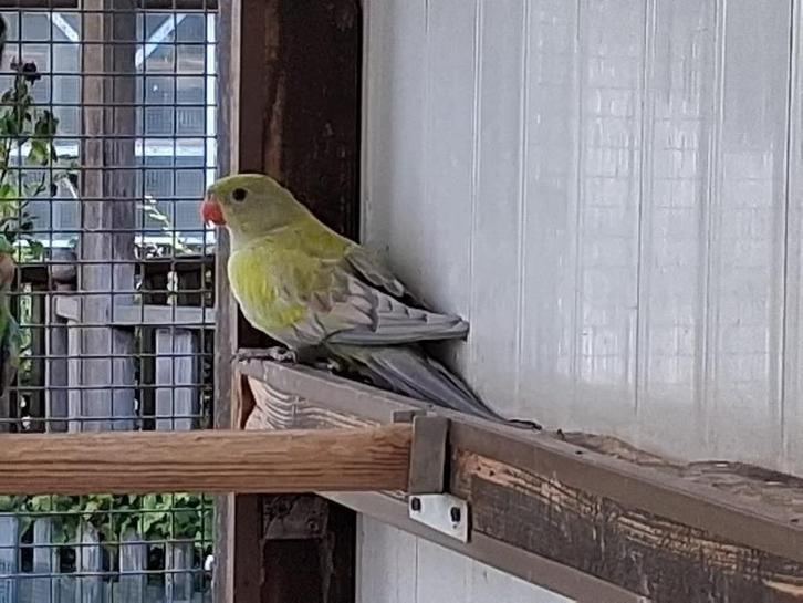 parkieten en papegaaien, Dieren en Toebehoren, Vogels | Parkieten en Papegaaien, Parkiet, Meerdere dieren, Geringd