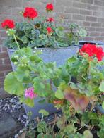 10 grote geraniums rood en roze, Tuin en Terras, Volle zon, Vaste plant, Zomer, Ophalen