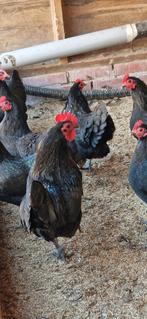 Australorp krielkippen, Dieren en Toebehoren, Pluimvee, Meerdere dieren, Kip