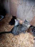 Lieve kittens