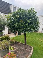 Mooie laurierboom, Tuin en Terras, Bloeit niet, Overige soorten, 100 tot 250 cm, Ophalen