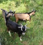 geitenbokken, Dieren en Toebehoren, Schapen, Geiten en Varkens, Mannelijk, Geit, 0 tot 2 jaar