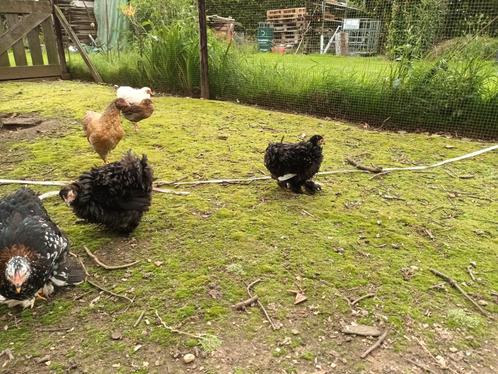 Cochin, Wyandotte krielkippen kuikens, Dieren en Toebehoren, Pluimvee, Kip, Vrouwelijk