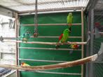 roodvleugels pyrrhura rosella's, Dieren en Toebehoren, Vogels | Parkieten en Papegaaien, Meerdere dieren, Parkiet