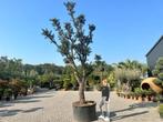 Kurkeik ( Quercus suber ) exclusief stamomtrek 80/100 cm, Tuin en Terras, Overige soorten, Zomer, 400 cm of meer, Ophalen