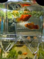 Platy vissen, Vis, Zoetwatervis