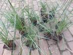 Miscanthus siergras prachtriet in p9 pot biologisch, Volle zon, Vaste plant, Siergrassen, Ophalen of Verzenden