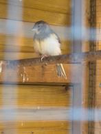 Kanarie jong, Dieren en Toebehoren, Vogels | Kanaries, Geslacht onbekend, Kleurkanarie