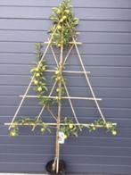 Lei fruitboompjes, appels elstar en peren conference, Tuin en Terras, Planten | Fruitbomen, Ophalen, Lente, In pot, Appelboom