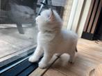 Raszuivere Britse korthaar kittens, Meerdere dieren, Gechipt, 0 tot 2 jaar
