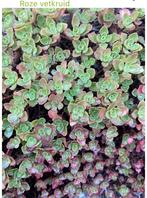 Roze vetkruid, Tuin en Terras, Ophalen, Bodembedekkers, Volle zon, Vaste plant