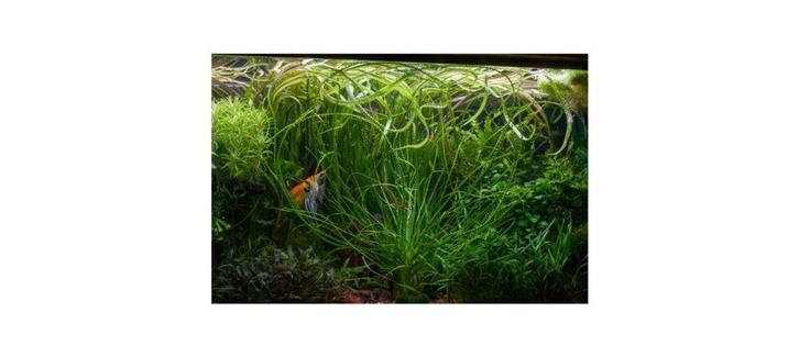 Crinum calamistratum, Dieren en Toebehoren, Vissen | Aquaria en Toebehoren, Gebruikt, Plant(en), Steen of Hout, Ophalen