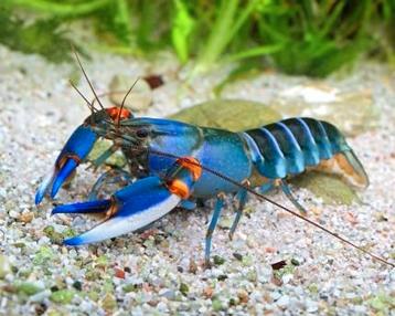 Cherax peckni Blue Kong kreeft kreeften  beschikbaar voor biedingen