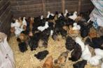 Zijdehoen kippen [Keuze uit meer dan 40 stuks], Dieren en Toebehoren, Vrouwelijk, Kip