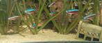 School Kardinaal tetra / schooltje kardinaal tetras, Dieren en Toebehoren, Vissen | Aquariumvissen, Vis, Zoetwatervis, Schoolvis