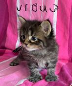 Maine coon kittens, Meerdere dieren, Ontwormd, 0 tot 2 jaar
