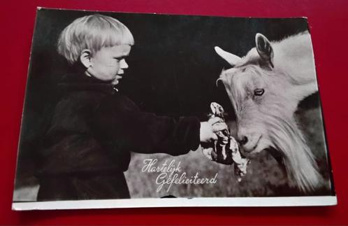 1956: fotokaart van kind met geit  "Hartelijk gefeliciteerd", Verzamelen, Ansichtkaarten | Themakaarten, Gelopen, 1940 tot 1960