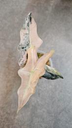 Alocasia Nobilis Pink Variegata, Ophalen of Verzenden, Halfschaduw, Minder dan 100 cm