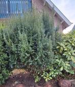 Verschillende struiken van 1 tot 1,5 meter, groenblijvers., Tuin en Terras, Ophalen, Bloeit niet, Halfschaduw, Overige soorten