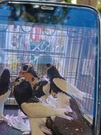 kroppers, Dieren en Toebehoren, Vogels | Duiven, Meerdere dieren, Kropper