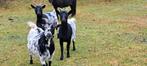 Dwerggeiten tekoop, Dieren en Toebehoren, Schapen, Geiten en Varkens, Mannelijk, Schaap