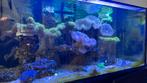 Zeeaquarium  Red sea reefer xl 525, Dieren en Toebehoren, Vissen | Aquaria en Toebehoren, Ophalen of Verzenden, Gevuld zeewateraquarium