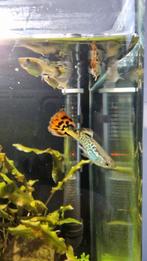 Guppies 2 mannetjes 2 vrouwtjes paar kleintjes als je wilt, Vis, Zoetwatervis, Schoolvis