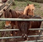 Lease pony’s aangeboden, Ophalen of Verzenden, Nieuw, Overige soorten