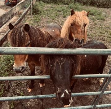 Lease pony’s aangeboden beschikbaar voor biedingen