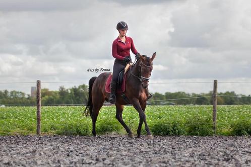 Project/toekomstige sport pony en paard te koop, Dieren en Toebehoren, Paarden, Merrie
