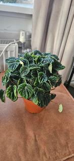 Peperomia Lilian - potmaat 12, Huis en Inrichting, Kamerplanten, Ophalen, Vetplant, Halfschaduw, Minder dan 100 cm