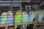 fraaie jonge grasparkietjes, Dieren en Toebehoren, Vogels | Parkieten en Papegaaien, Meerdere dieren, Parkiet, Tam