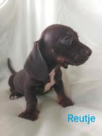 Teckel puppy's, Standaard, CDV (hondenziekte), 8 tot 15 weken, Korthaar