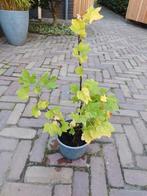Rode Aalbes - Ribes rubrum, Ophalen, Volle zon, Vaste plant, Fruitplanten