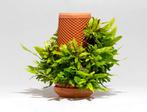 Tevaplanter - de originele van Kickstarter, Overige soorten, Minder dan 100 cm, Groene kamerplant, Halfschaduw