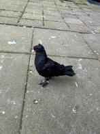 Arap takla, Dieren en Toebehoren, Vogels | Duiven, Meerdere dieren