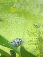 Polar Blue Parrot, Dieren en Toebehoren, Vissen | Aquariumvissen, Vis, Zoetwatervis, Schoolvis