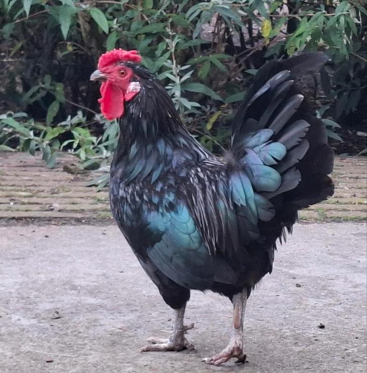 Kippenopvang zoekt goede plek voor deze leuke krielhaan!, Dieren en Toebehoren, Pluimvee, Kip, Mannelijk
