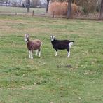 Te koop toggenburger geiten., Dieren en Toebehoren, Schapen, Geiten en Varkens, Vrouwelijk, Geit, 0 tot 2 jaar