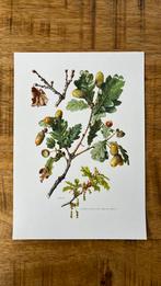 Zomereik boom botanische prent, Antiek en Kunst, Kunst | Etsen en Gravures, Ophalen of Verzenden