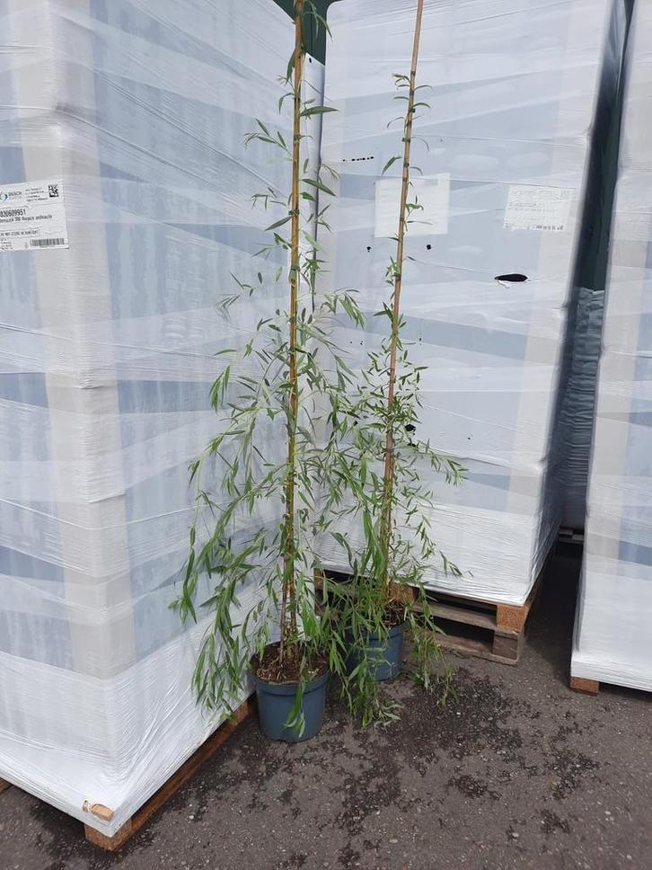Gele treurwilg, Tuin en Terras, Planten | Struiken en Hagen, Overige soorten, Minder dan 100 cm, Ophalen