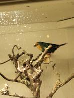 Zeegroene roodkop papagaaiamadine 2024, Dieren en Toebehoren, Vogels | Overige Vogels, Geringd